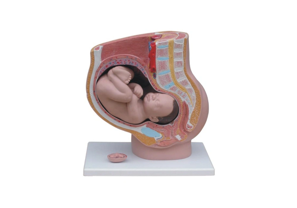Female pelvis anatomical model with newborn and uterus (3rd - month embryo), median section, 4 parts