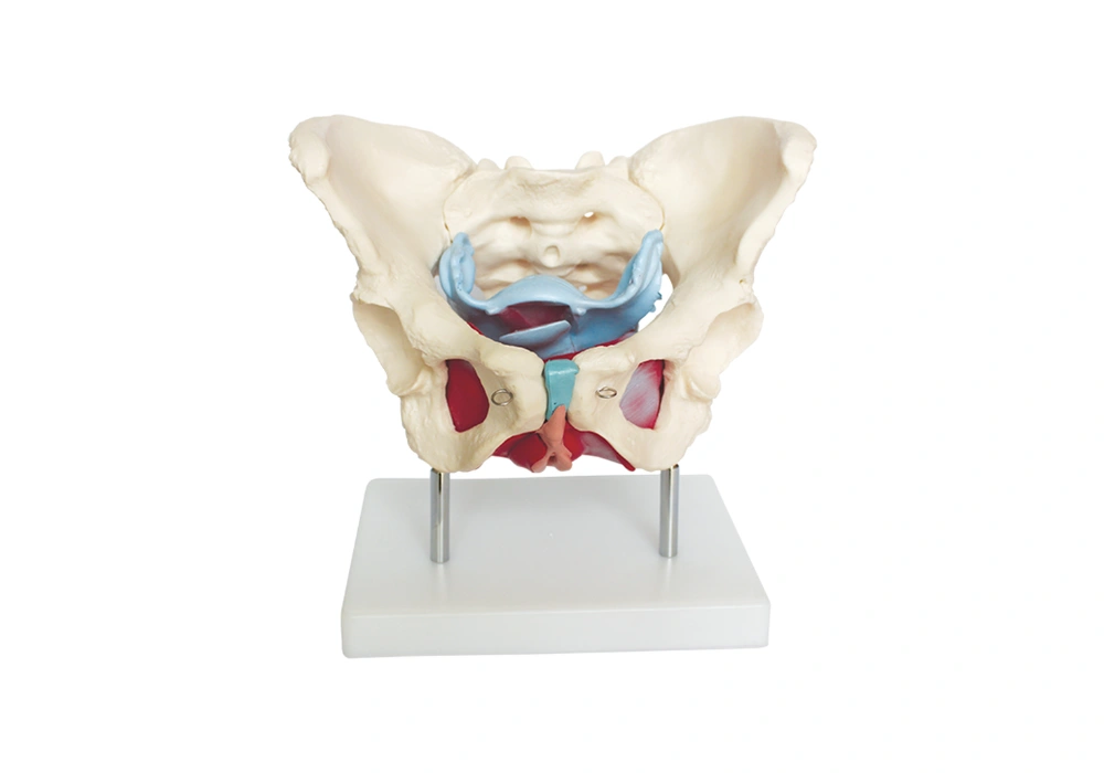 Muscles et organes du bassin féminin Locamed