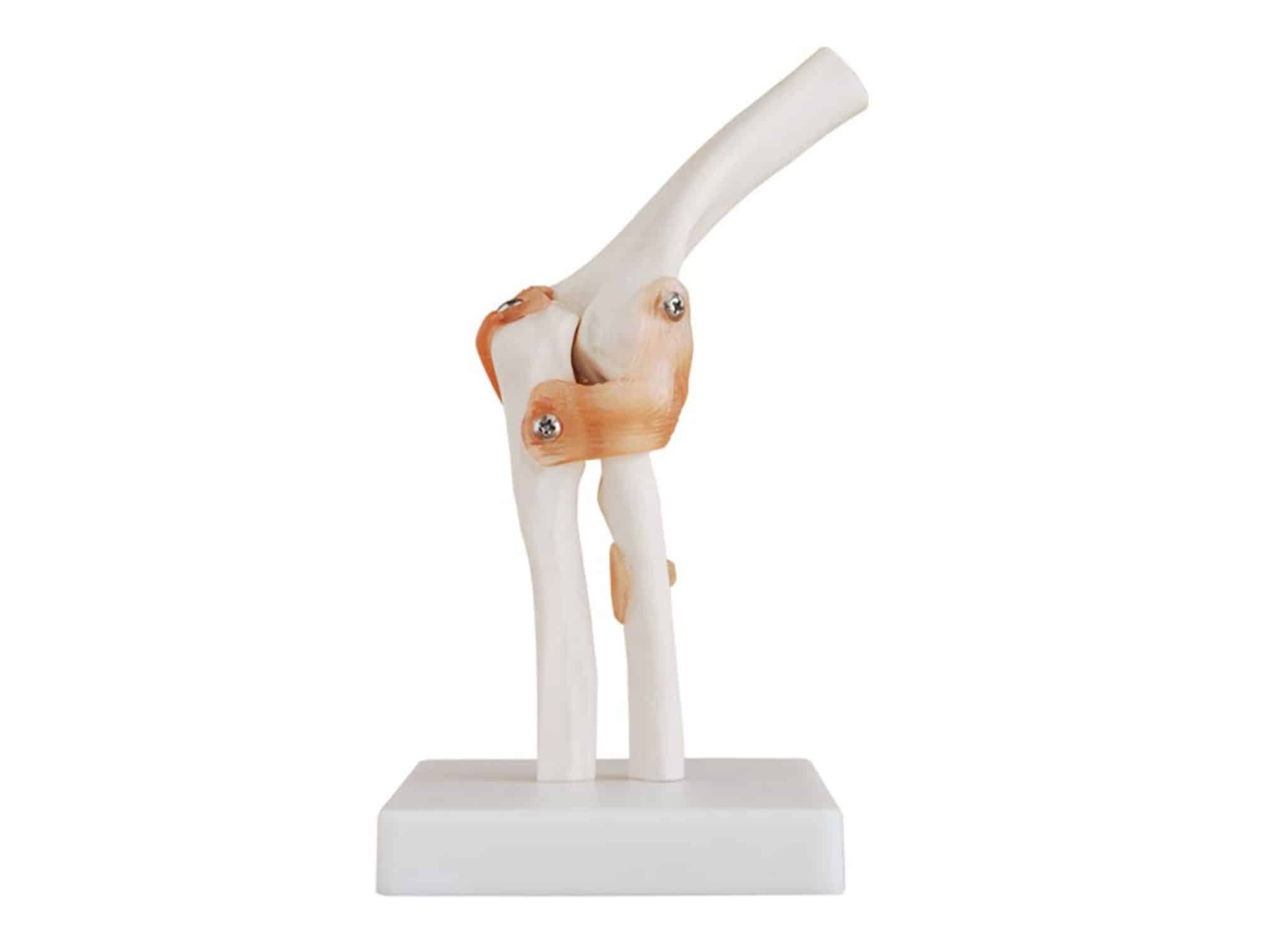 Elbow joint anatomical model with ligaments(ref. 0069SAC)