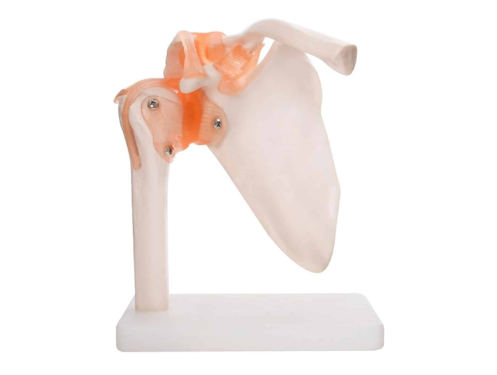 Anatomical shoulder joint model with ligaments (ref. 0068SAE)