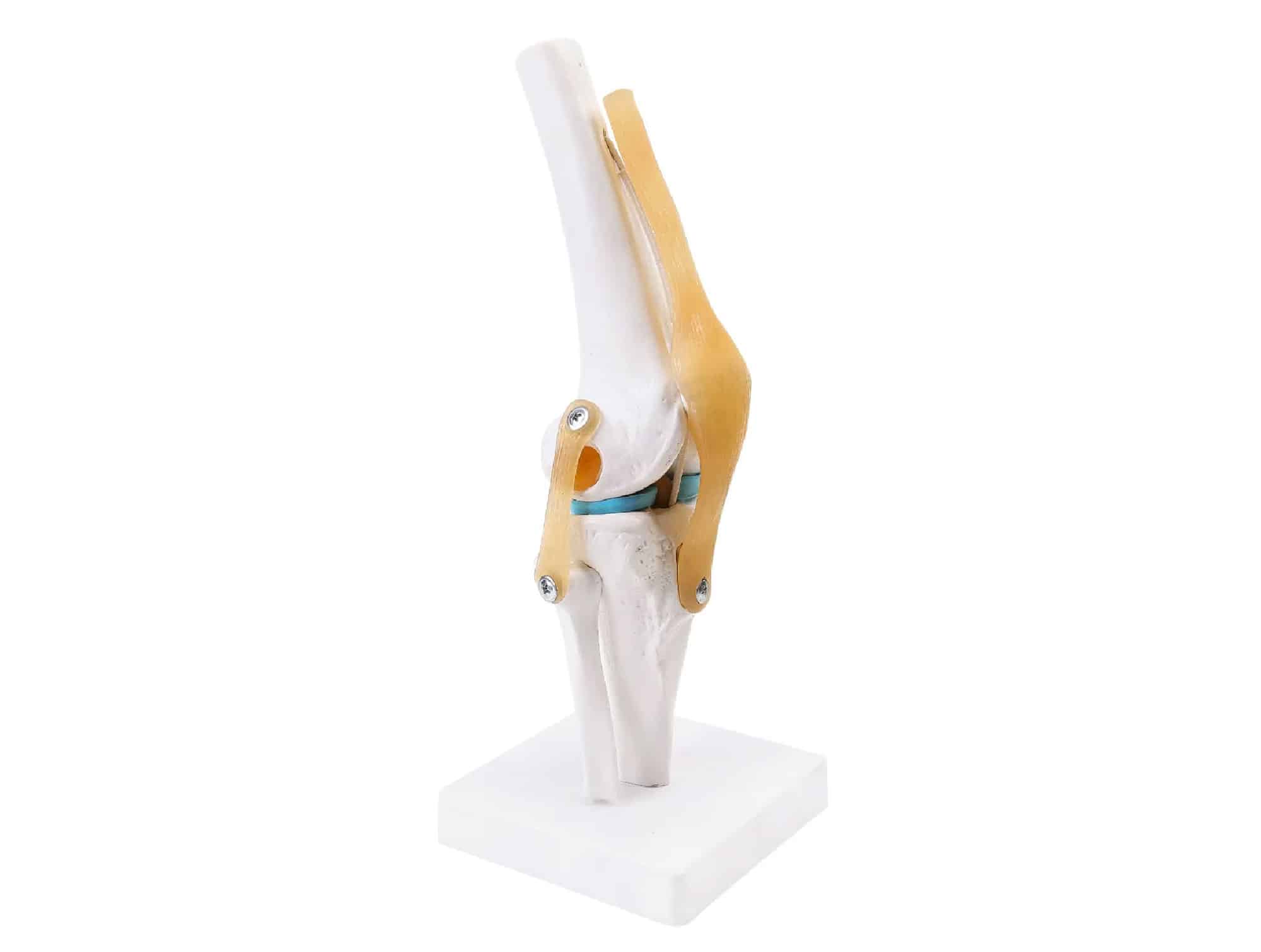 Anatomical knee joint model with ligaments (Ref. 0068SAG)