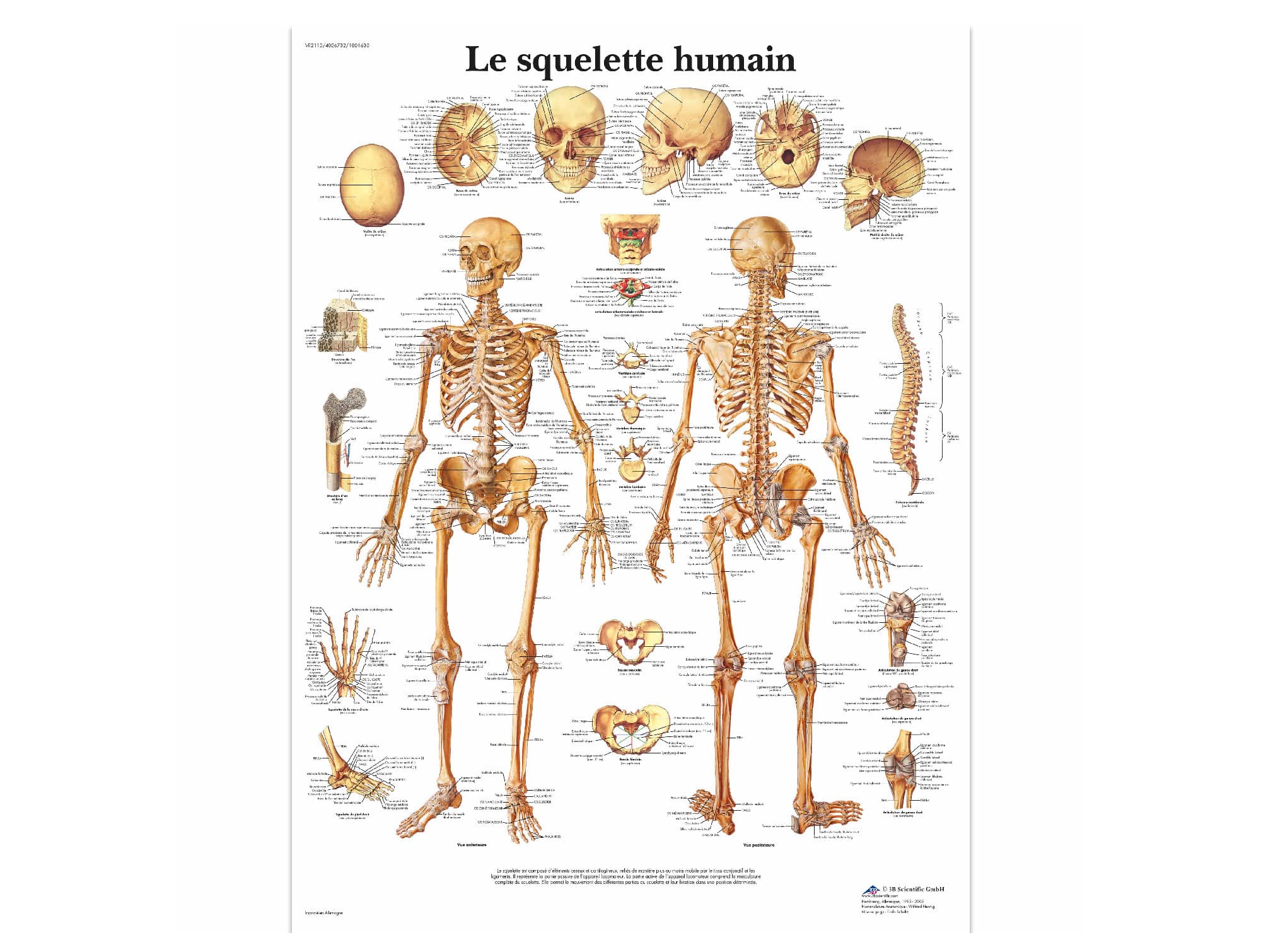 Planche Anatomique Squelette Humain Locamed