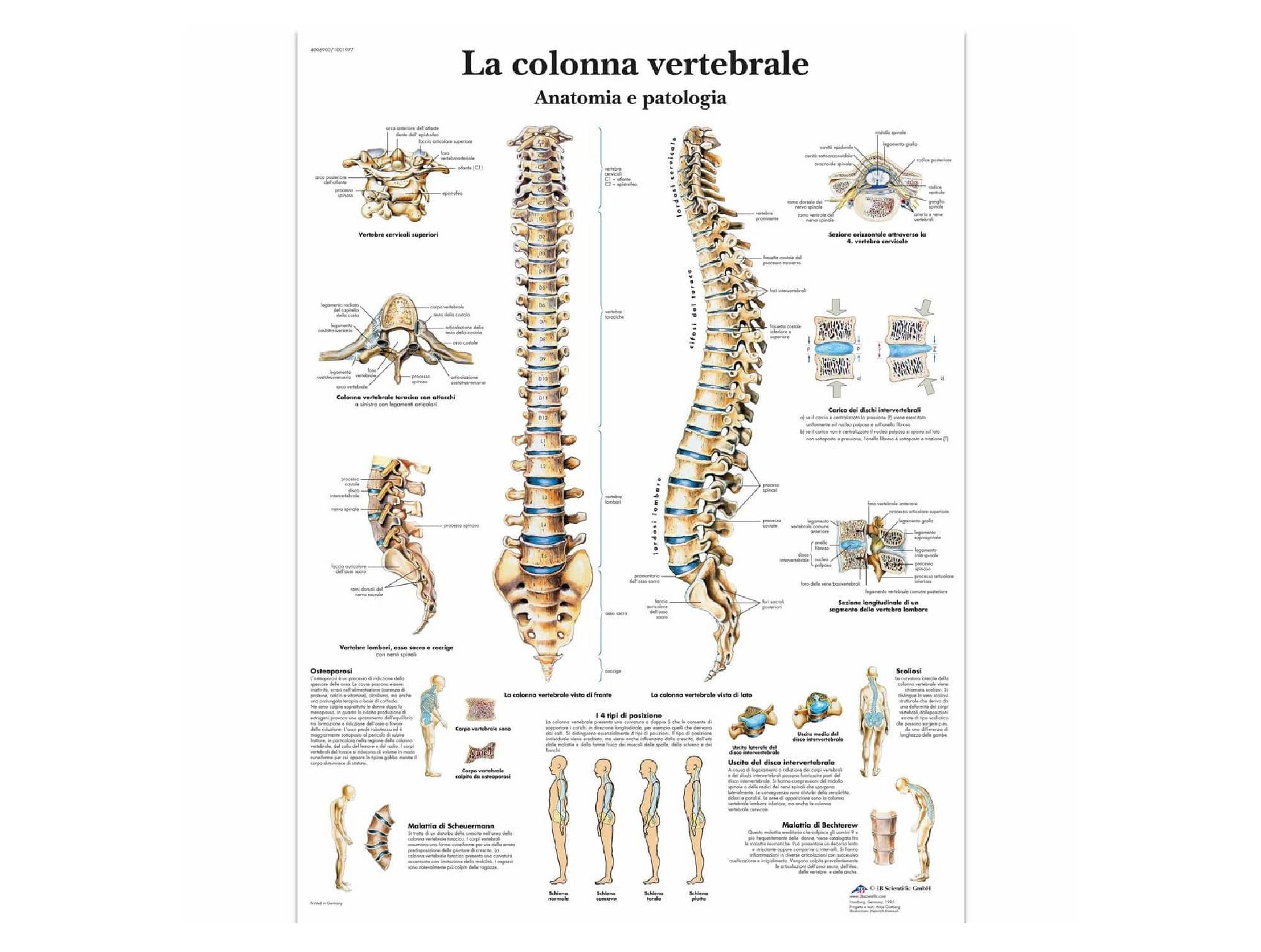 Planche Anatomique Colonne Vertébrale Locamed