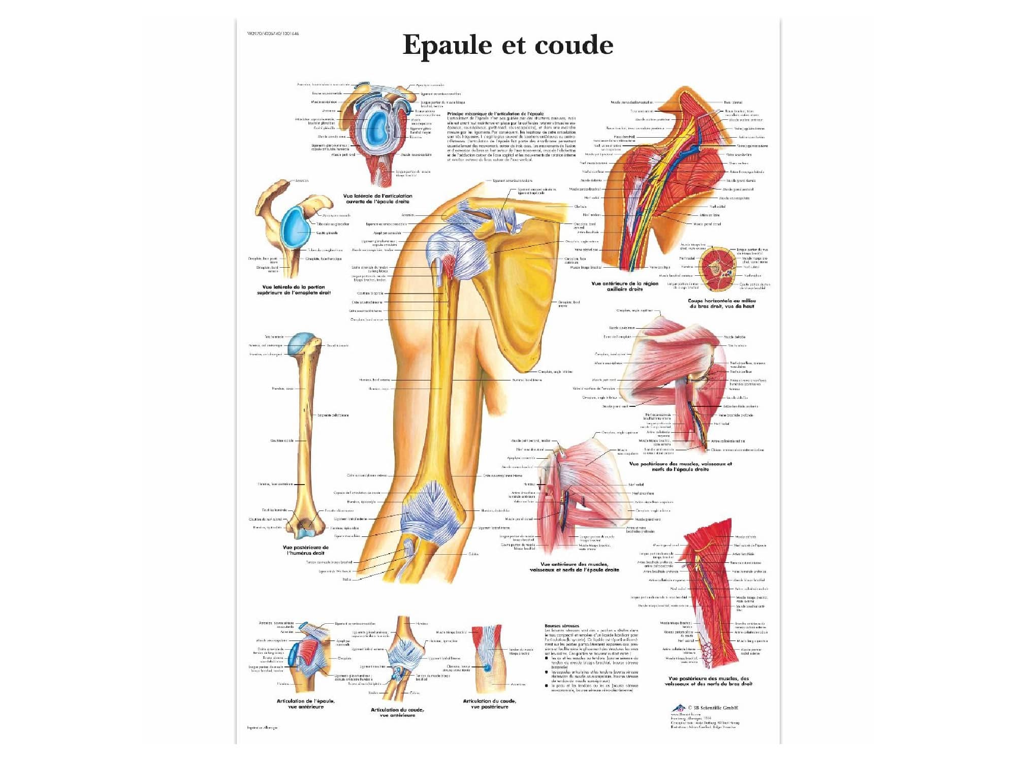 Planche anatomique épaule et coude Locamed