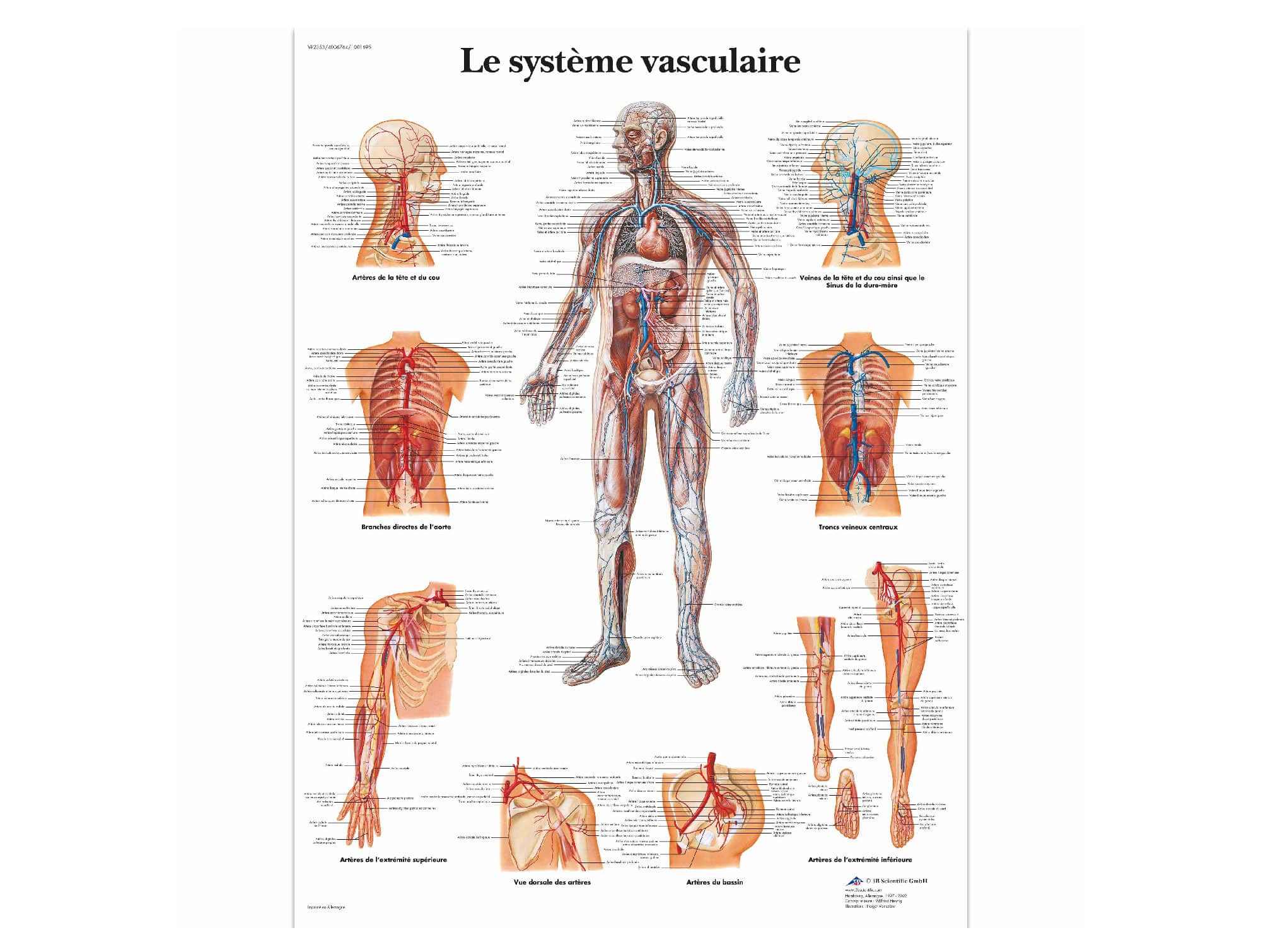 Le système vasculaire Locamed