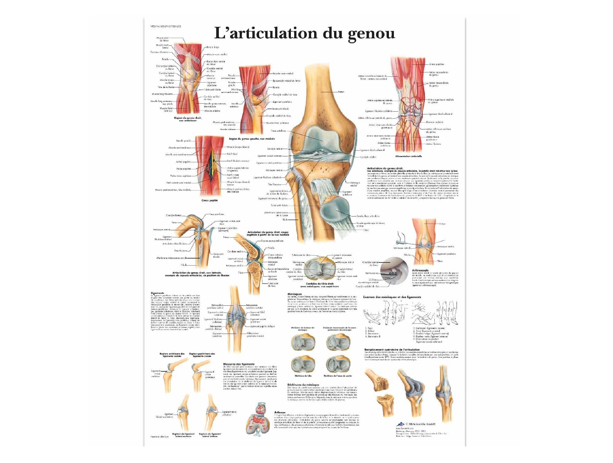 L’articulation du genou Locamed