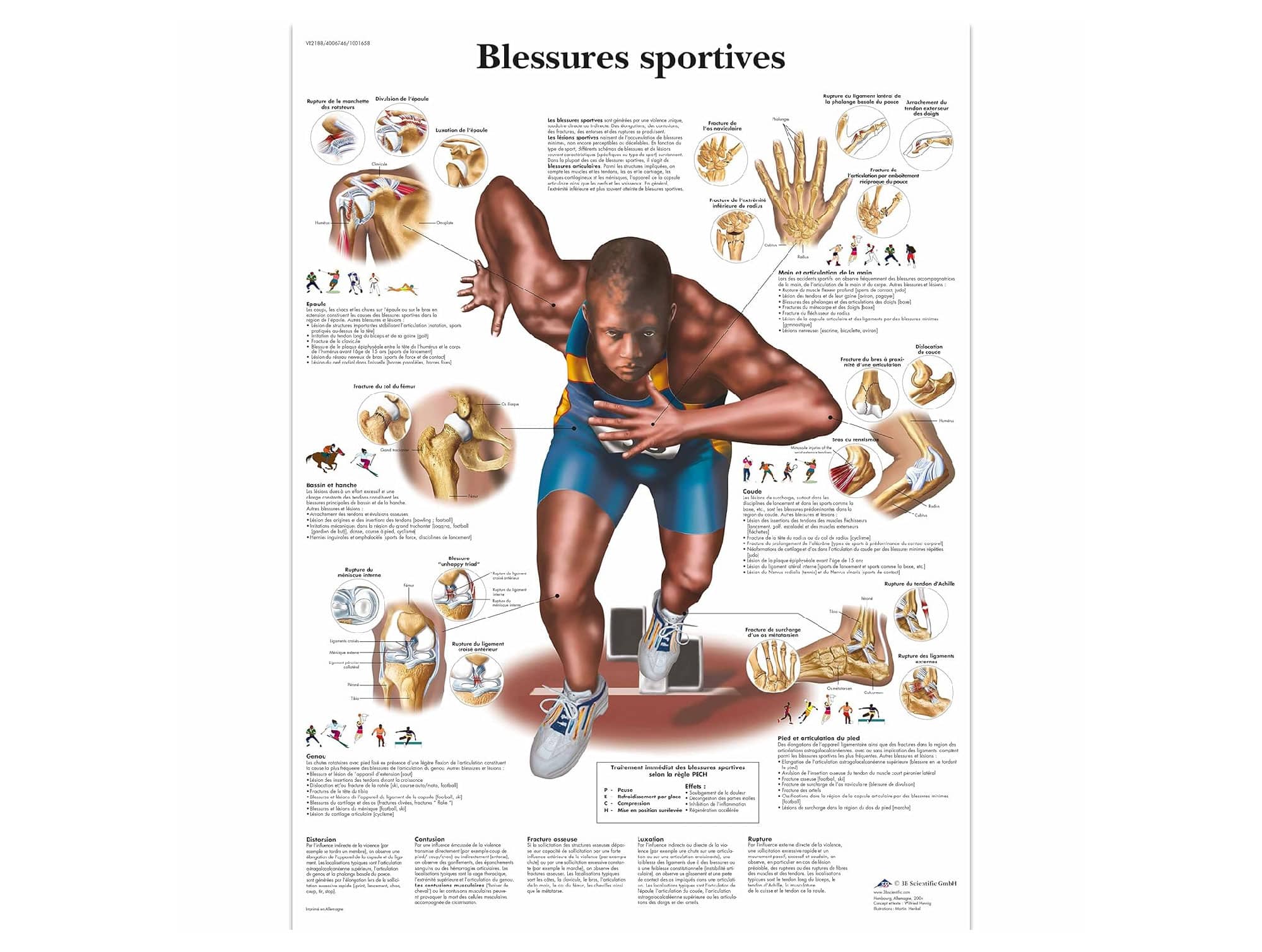 Locamed anatomical chart board (ref. 269245)