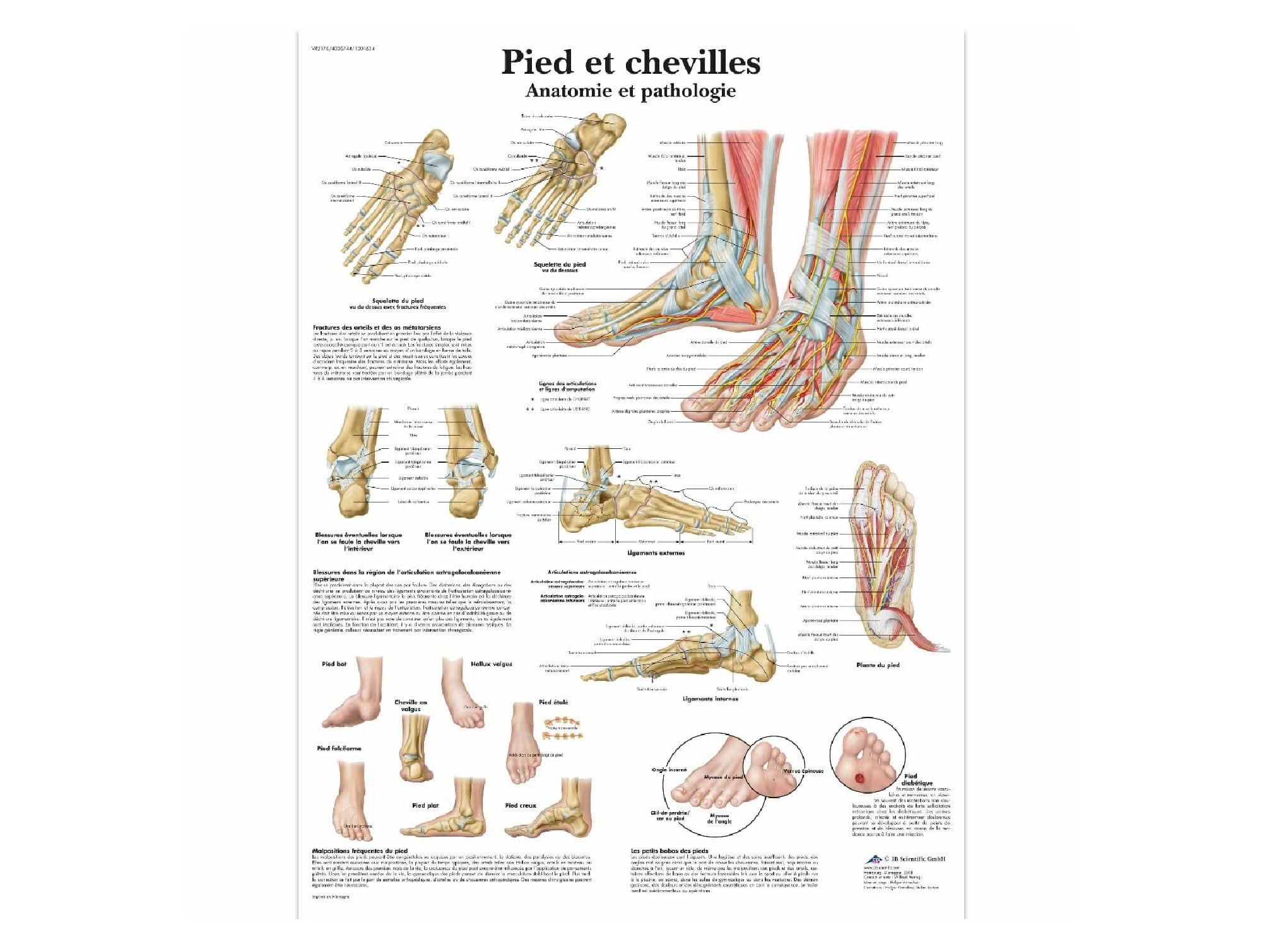 Pieds et chevilles - Anatomie et pathologie Locamed