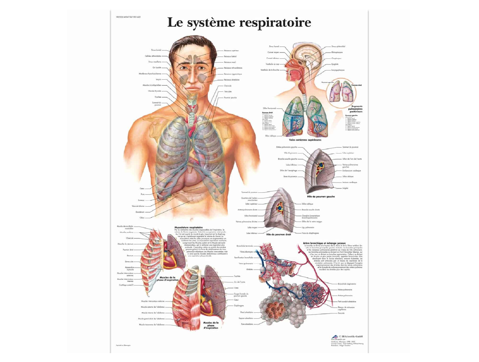 Le système respiratoire Locamed