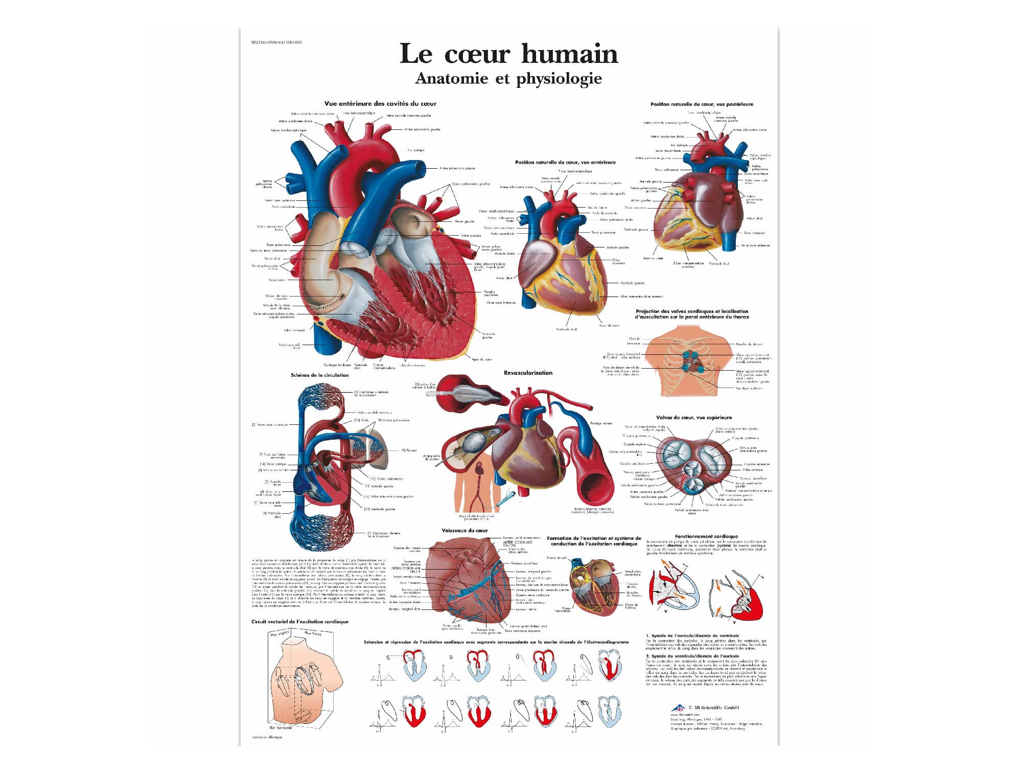 Cœur humain Locamed