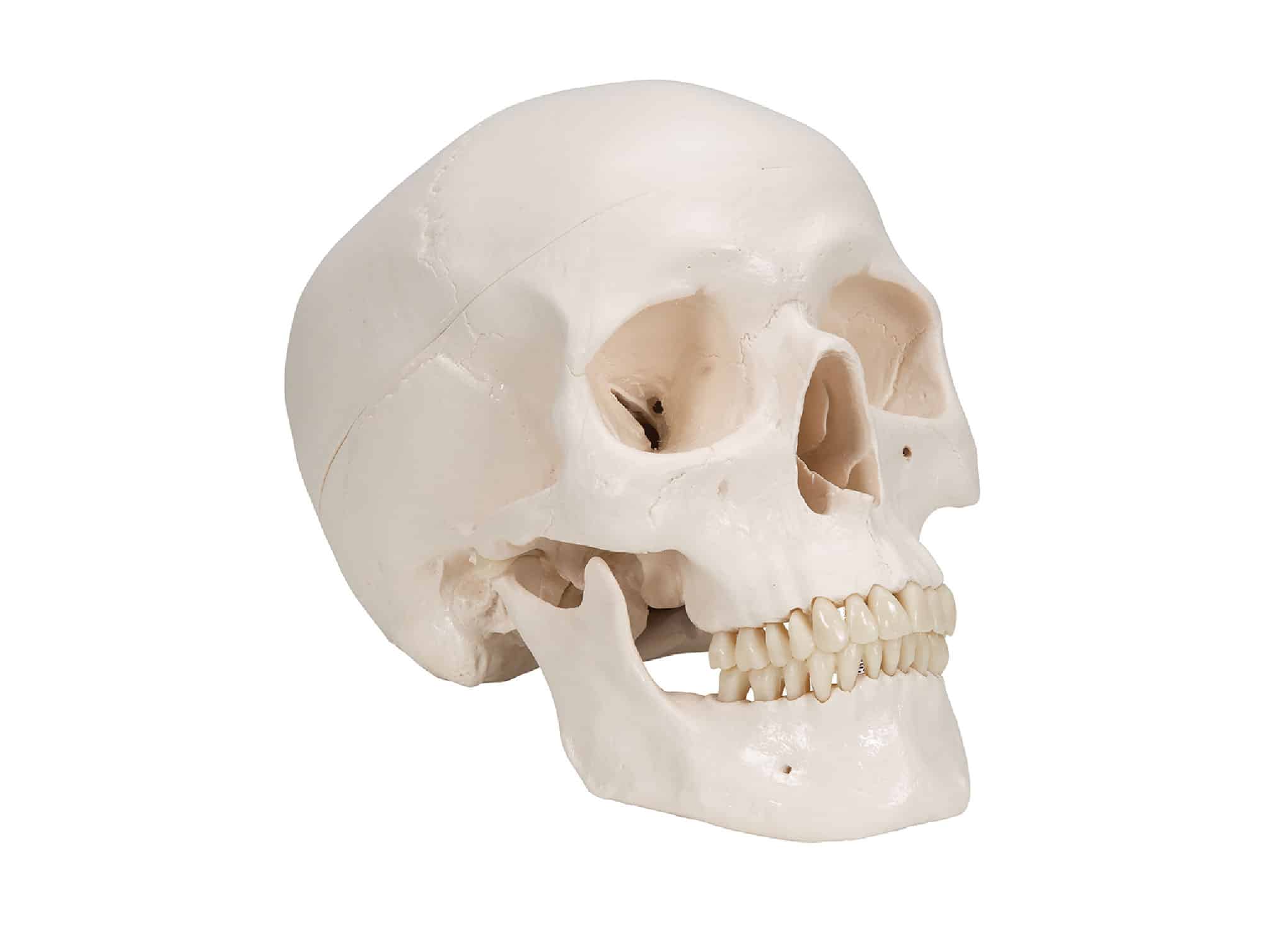 Crâne avec cerveau, en 8 parties Locamed