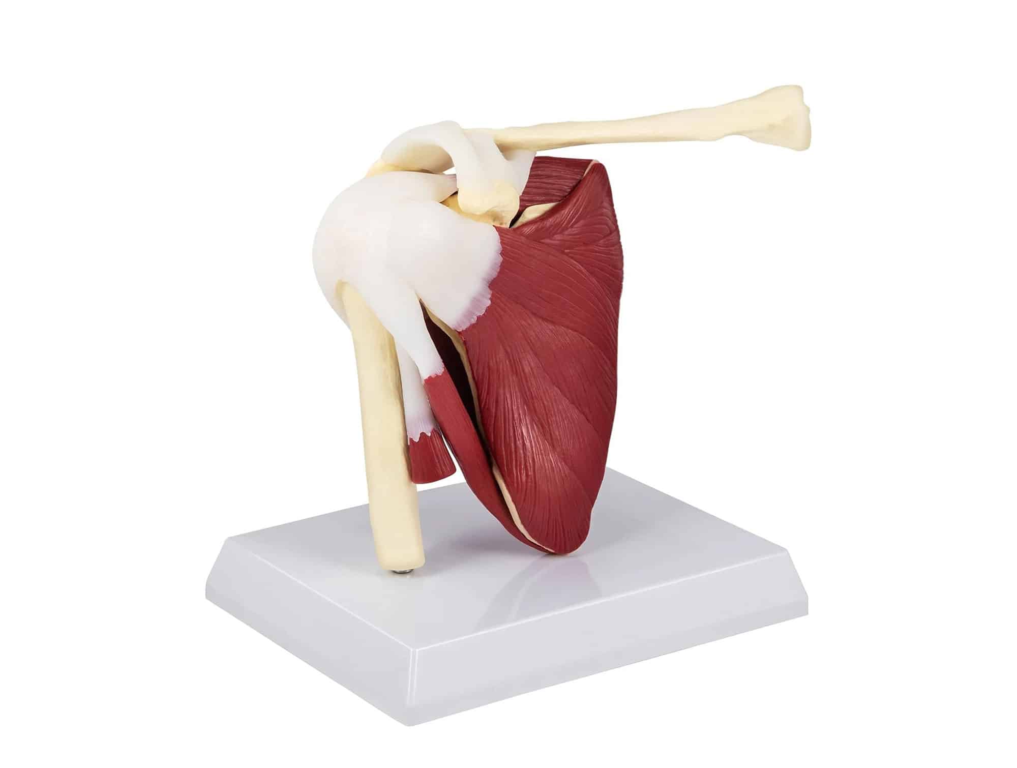 Life - size muscled shoulder joint anatomical model Locamed (ref. 0080EM)