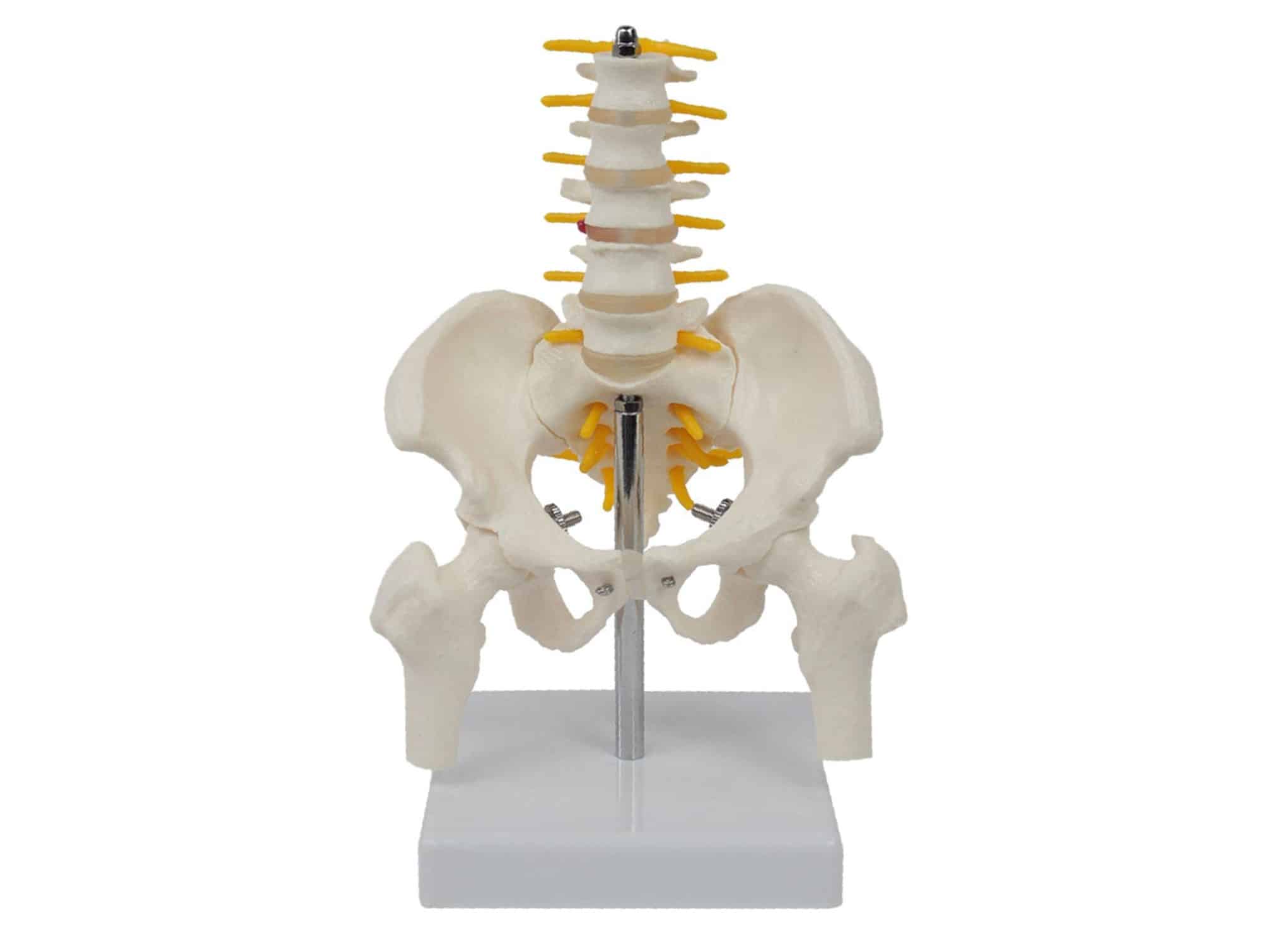 Anatomical pelvic model with lumbar vertebrae (5 pieces) on base - Locamed