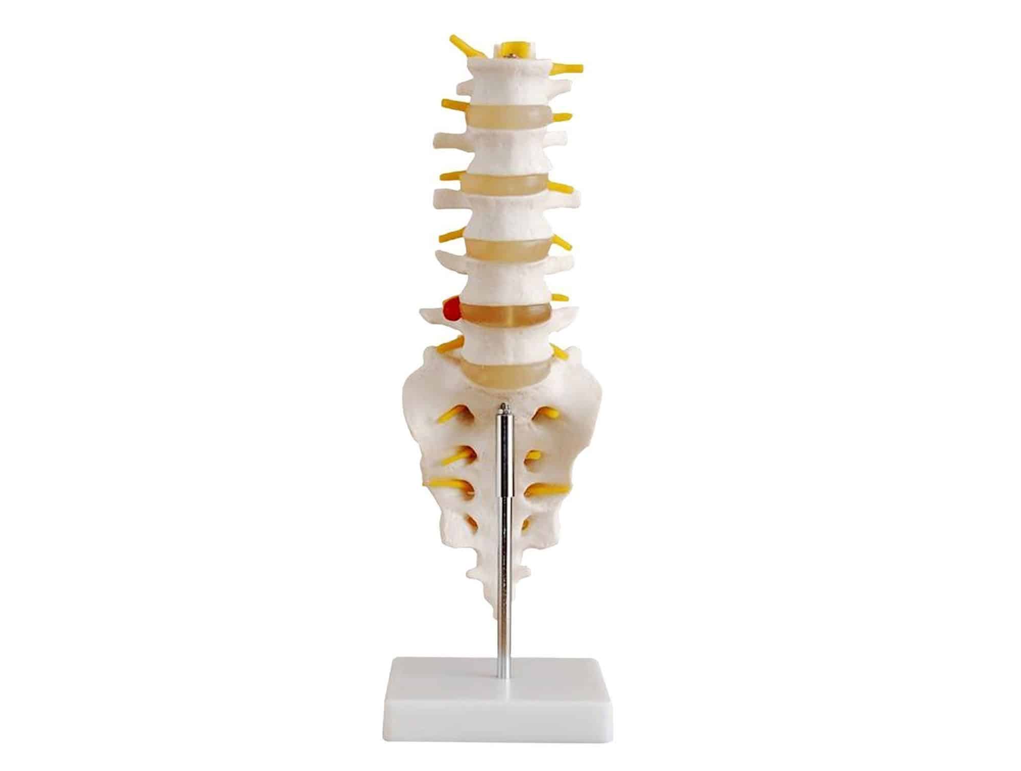 Lombaires avec Sacrum Locamed