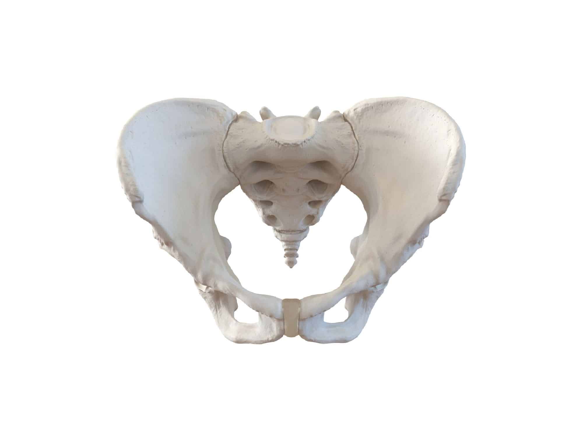 Adult female pelvis anatomical model, PVC, Locamed (ref. 0086BF)