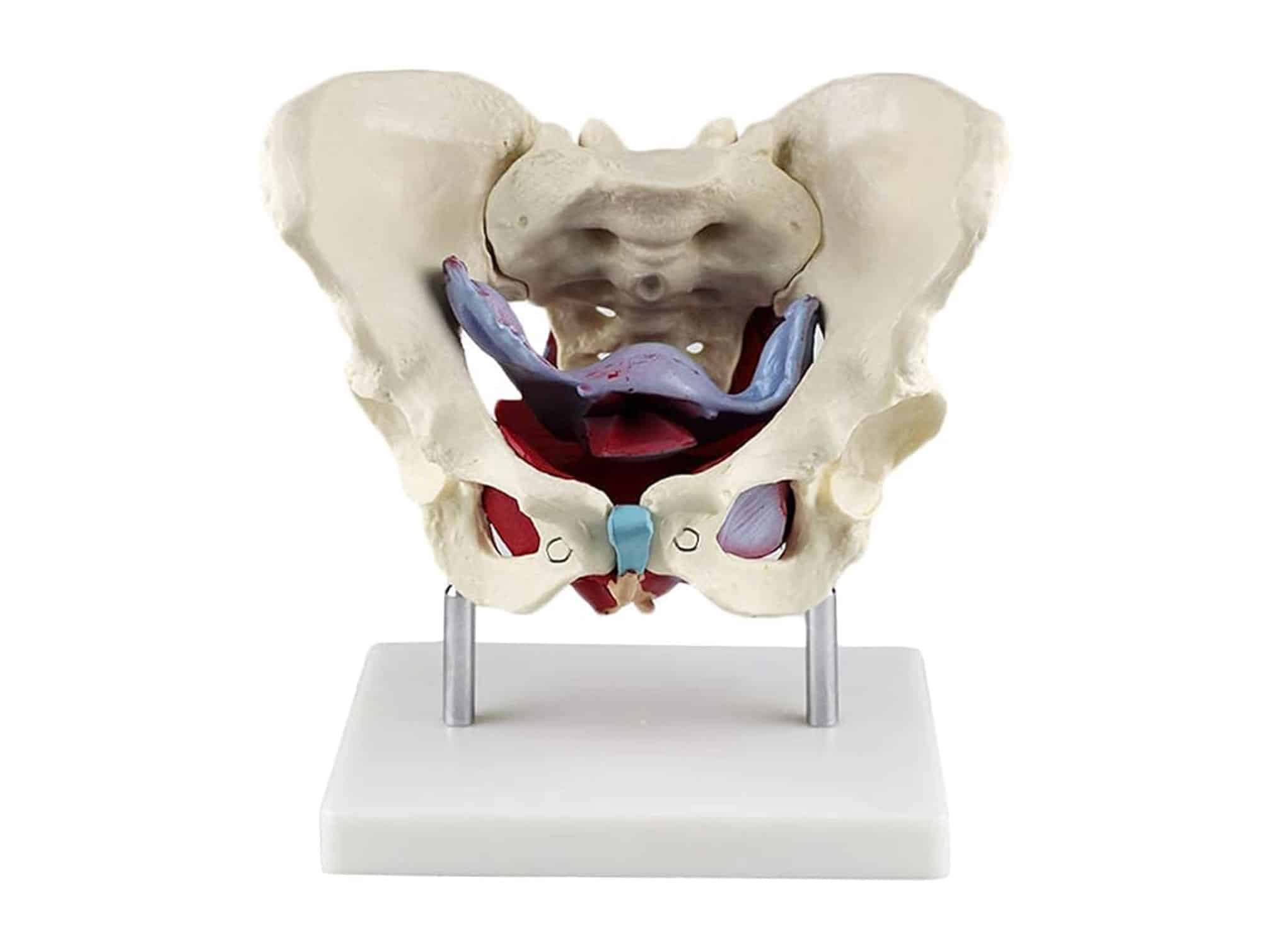 Muscles et organes pelviens féminins Locamed