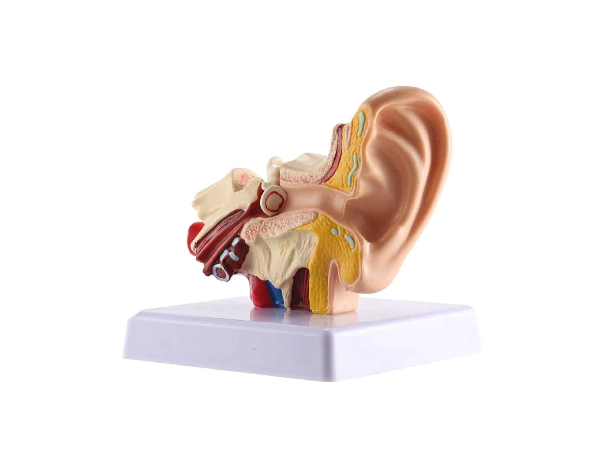 Modèle d’oreille de bureau Locamed