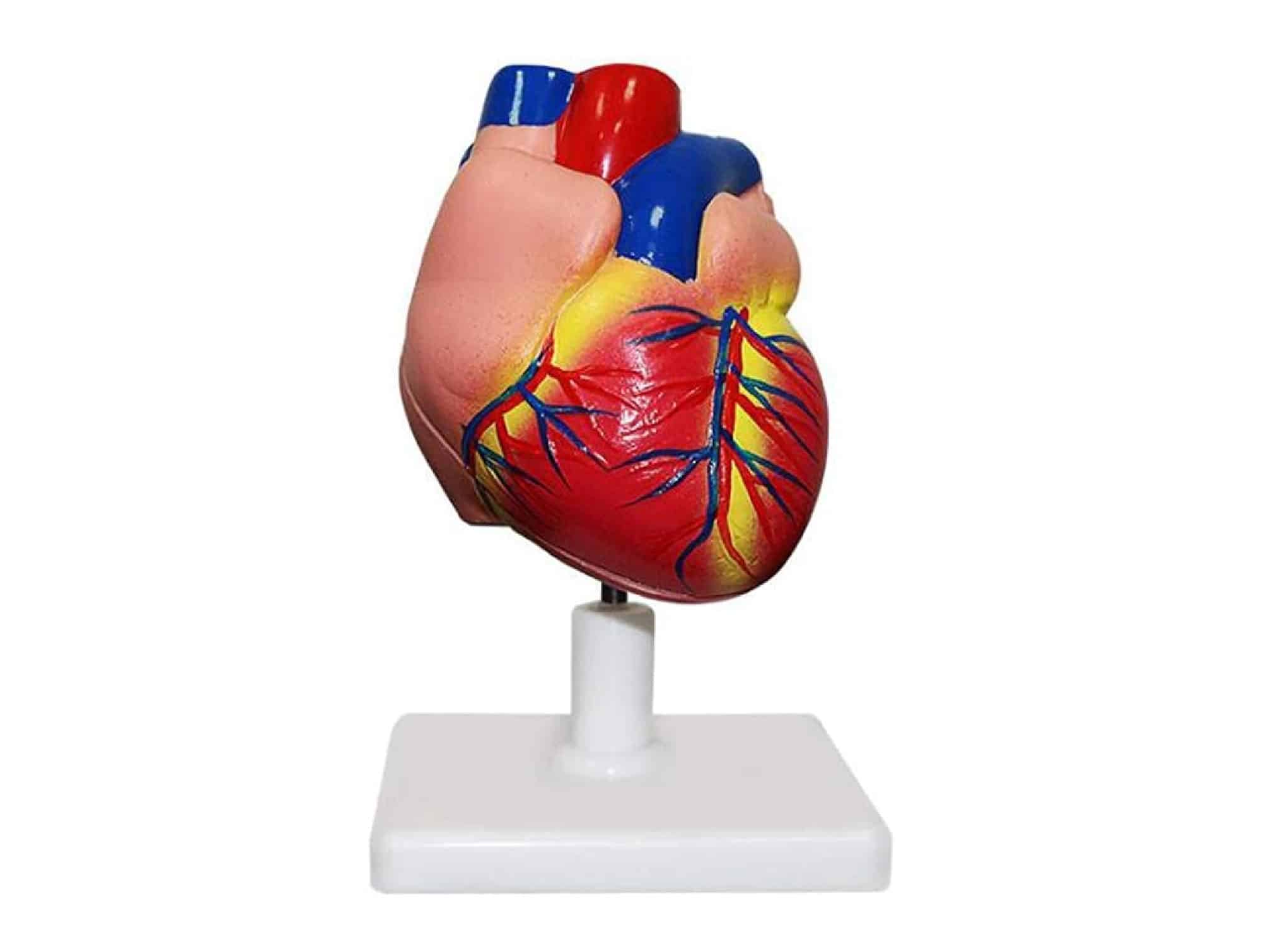 Modèle de cœur grandeur nature Locamed