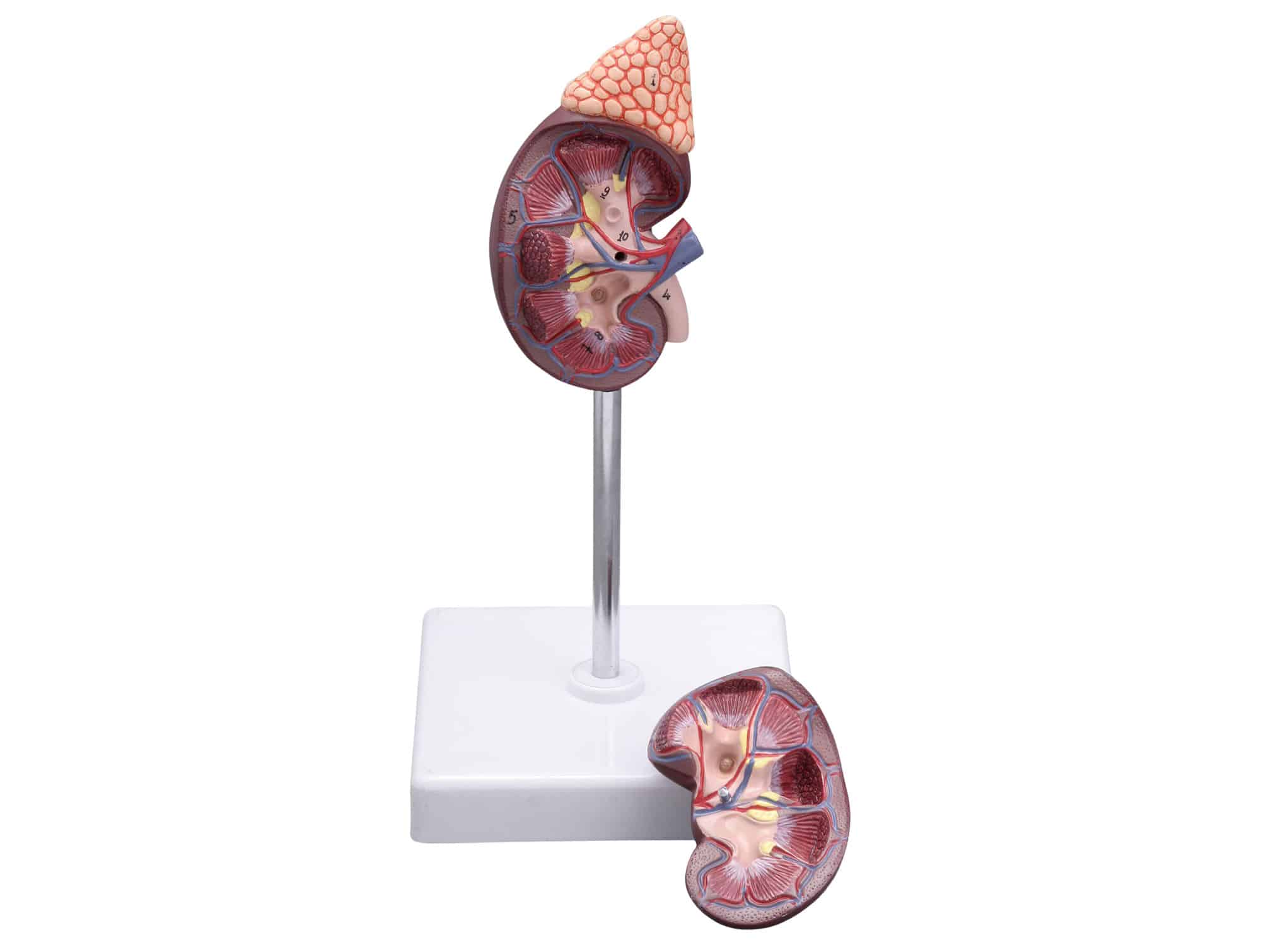 Rein avec glande surrénale Locamed