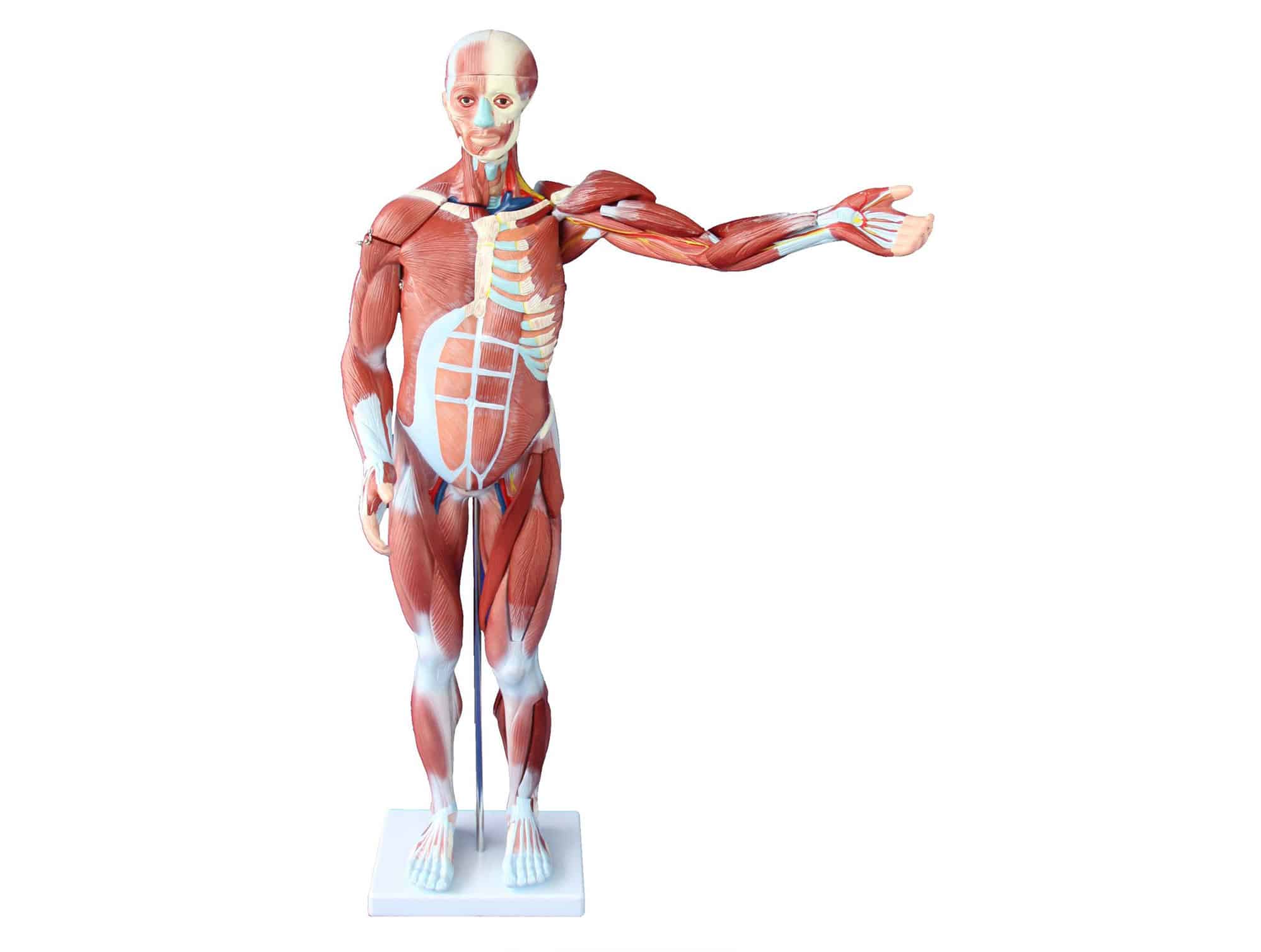 Male human musculature anatomical model 80 cm, 27 dissectible parts (Locamed)