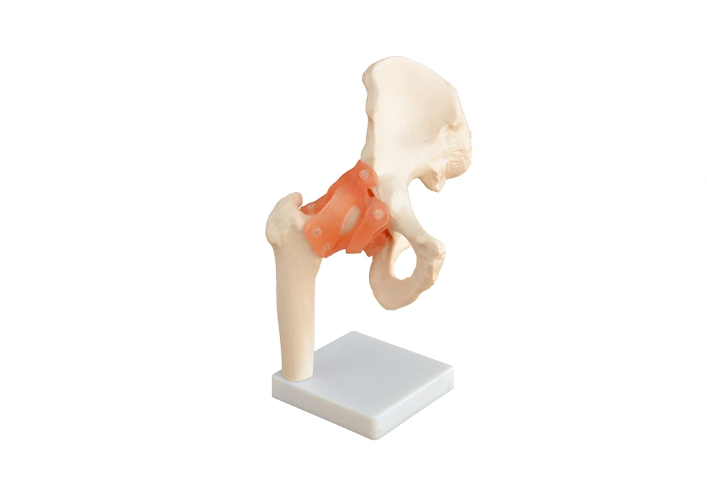 Modèle anatomique d’articulation de hanche grandeur nature en PVC XC - 110 sur support