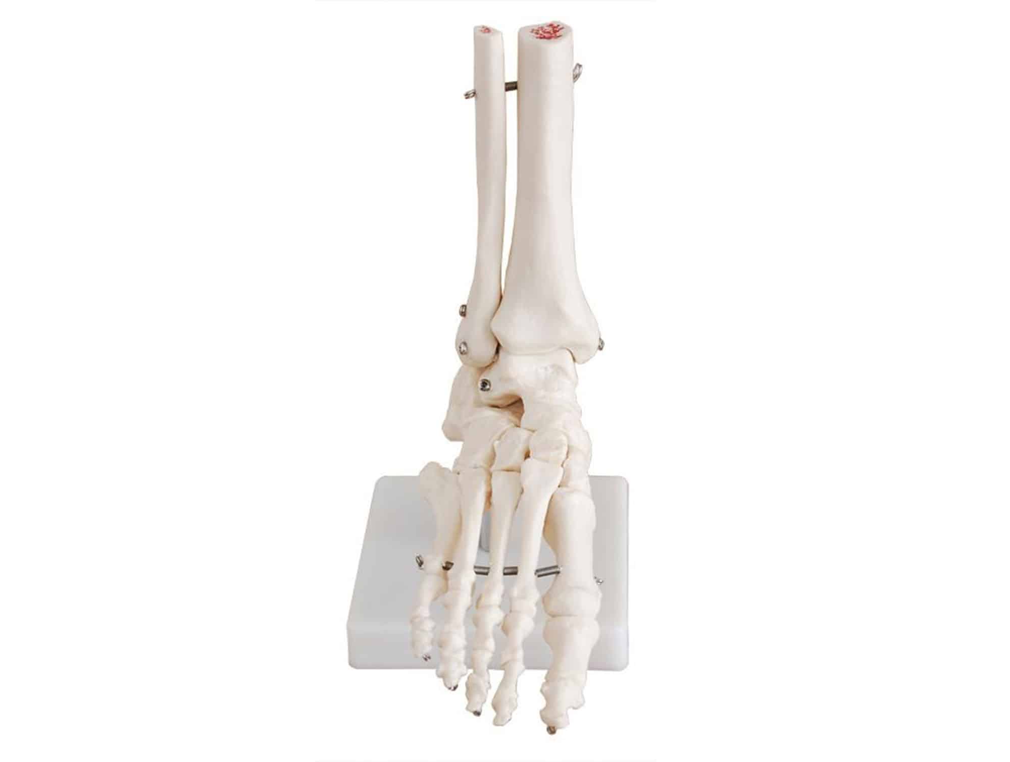 Modèle anatomique d’articulation du pied 3 pièces