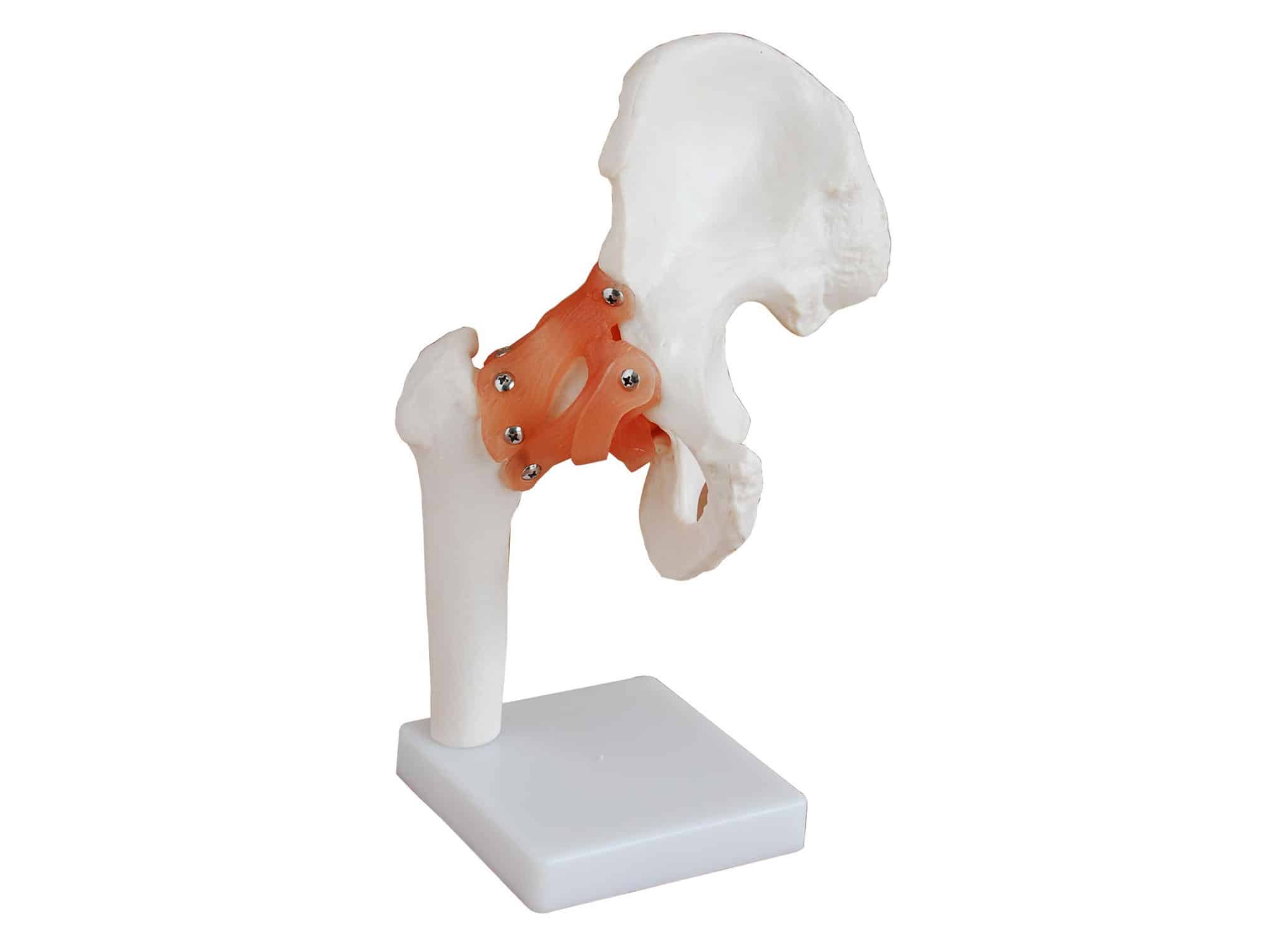 Anatomical hip joint model with ligaments (ref. 0068SAH)