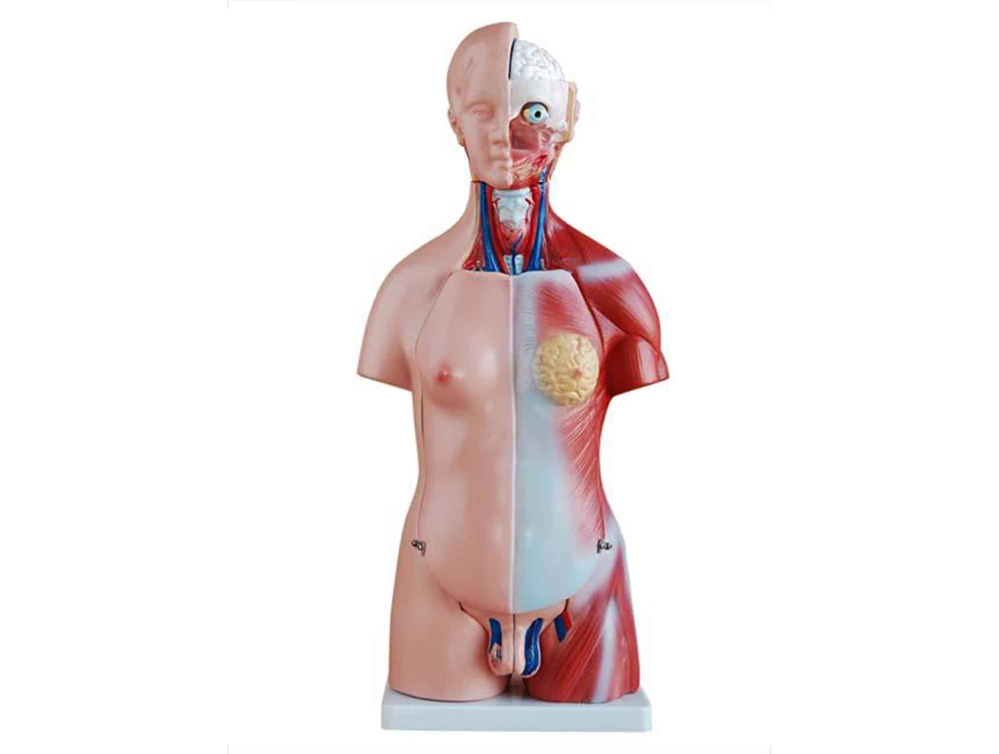 Torse unisex miniature 45 cm(23 قطع)