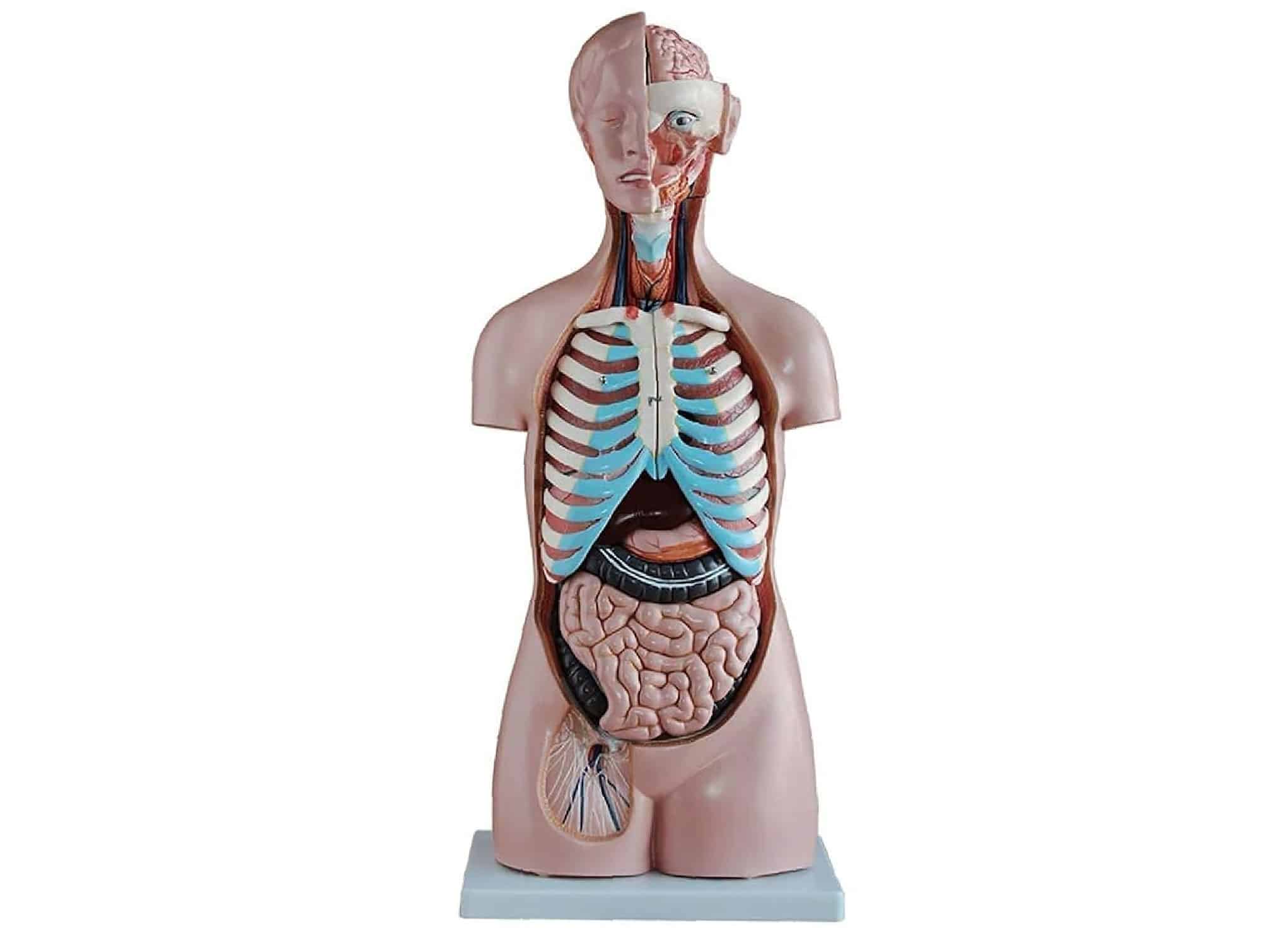 Torse asexué 85 cm(20 قطع)