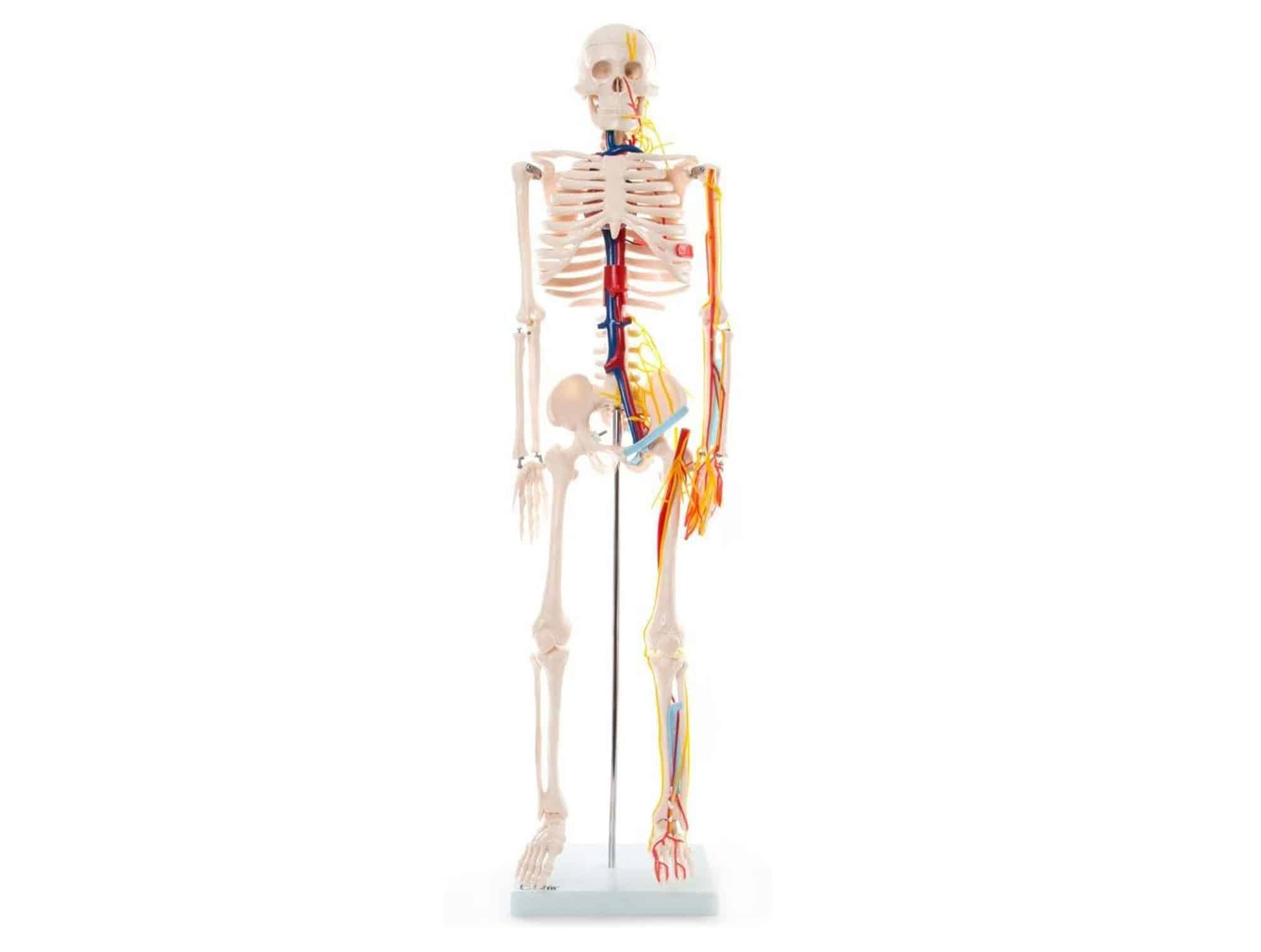 Squelette مع vaisseau sanguin 85cm