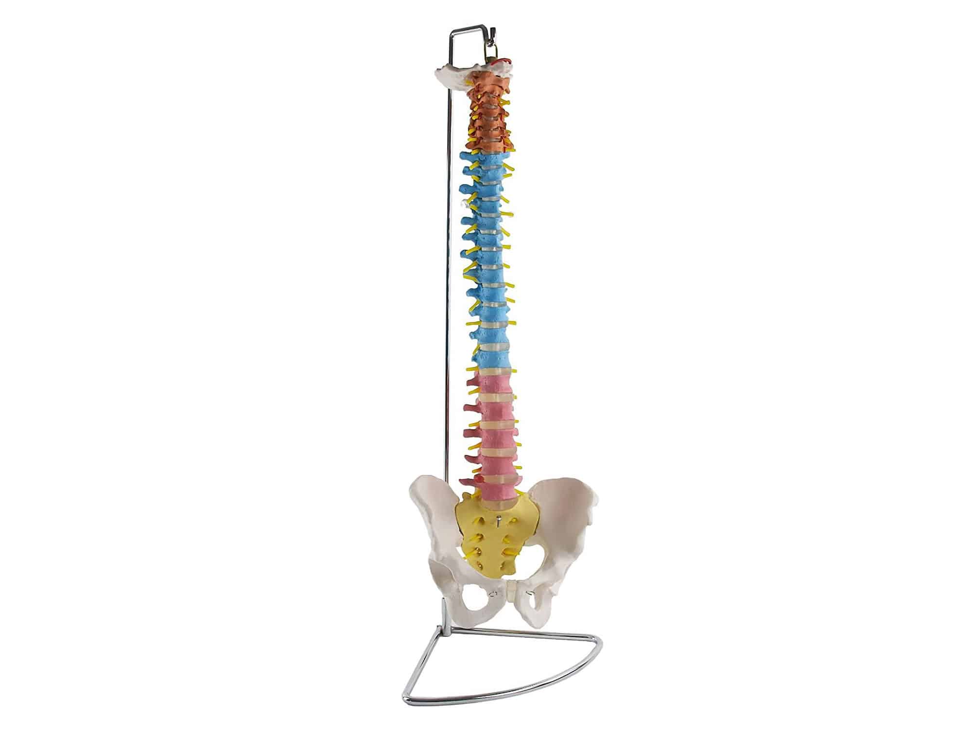 Colonne vertébrale مع bassin flexible