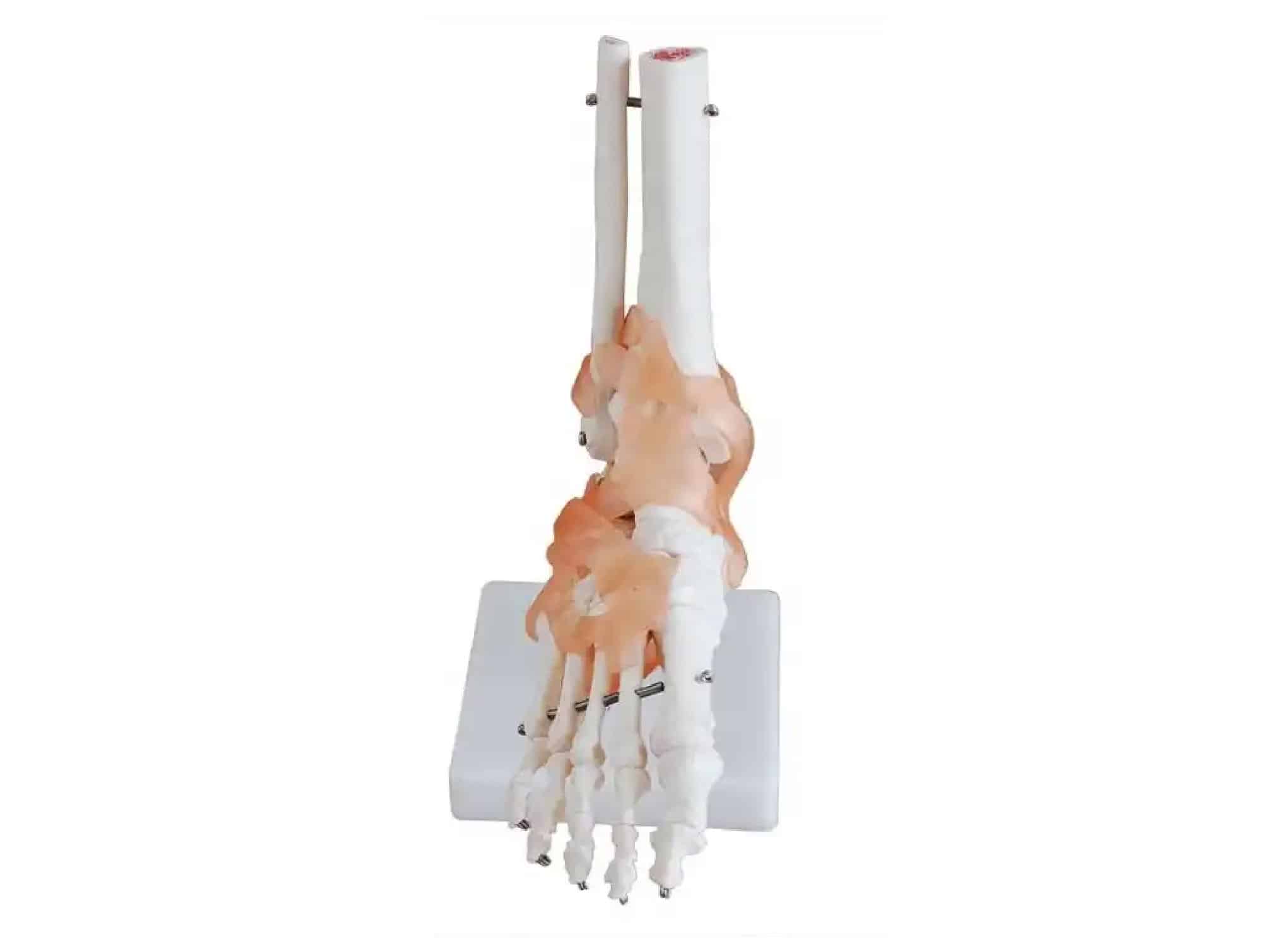 Anatomical foot joint model with ligaments (life-size)