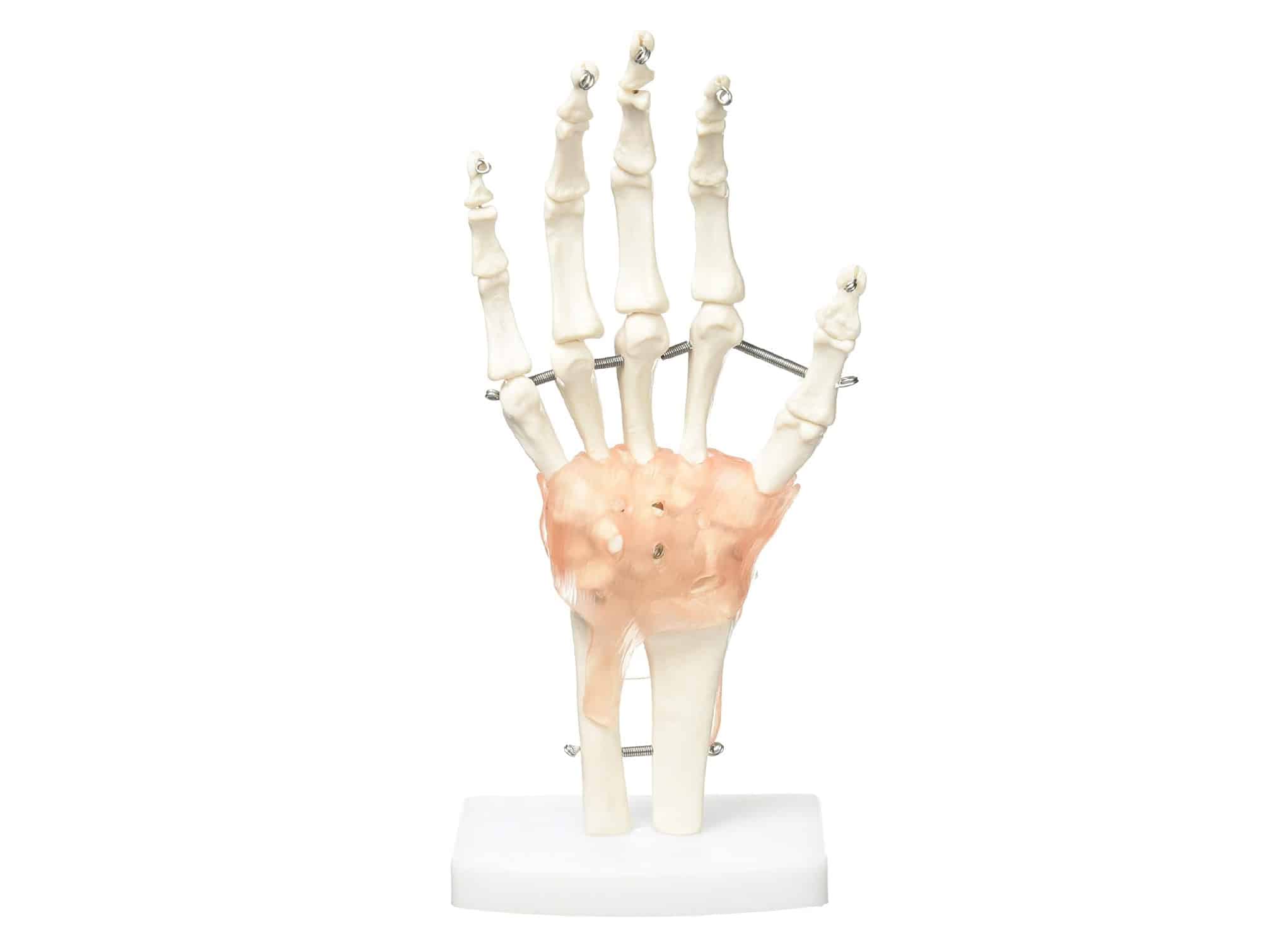 Anatomical hand joint model with ligaments