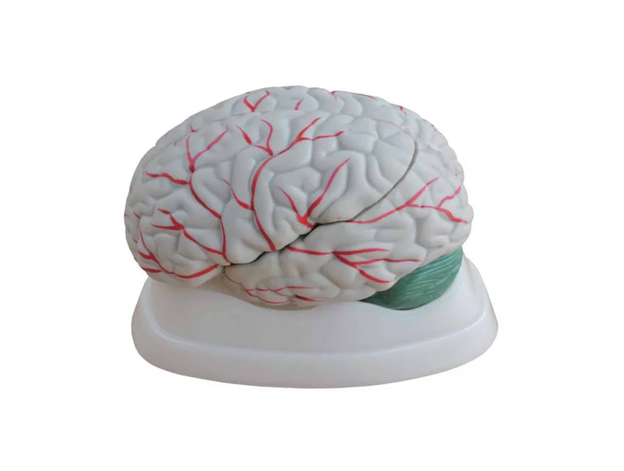 3-قطعة anatomical brain model(ref. 0089CNS)