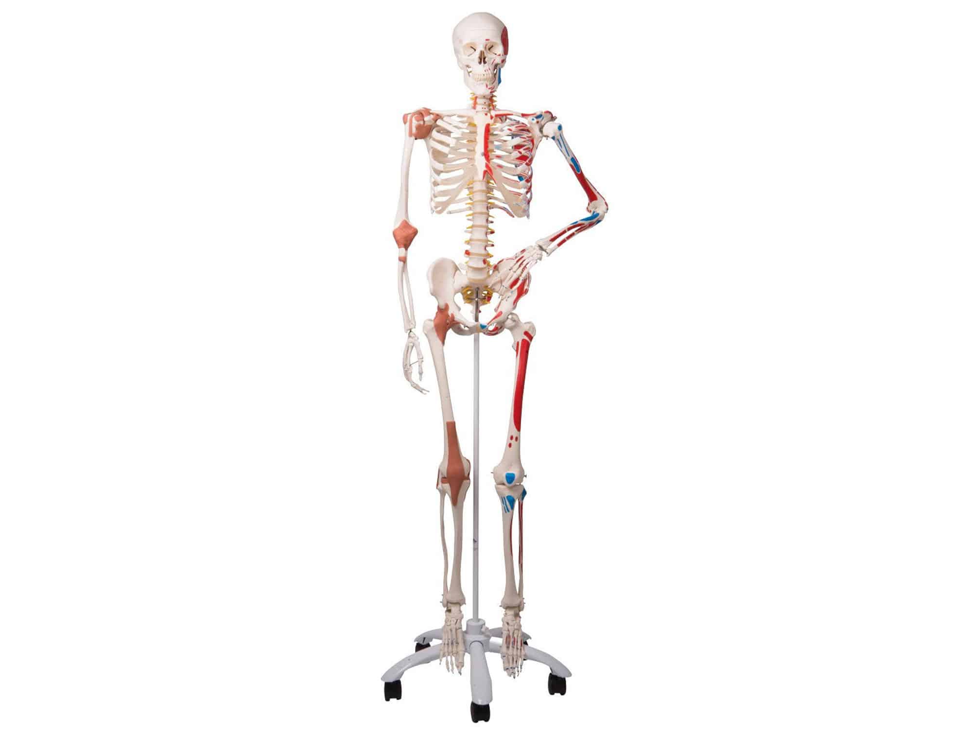 Squelette humain avec muscles et ligaments 180 cm
