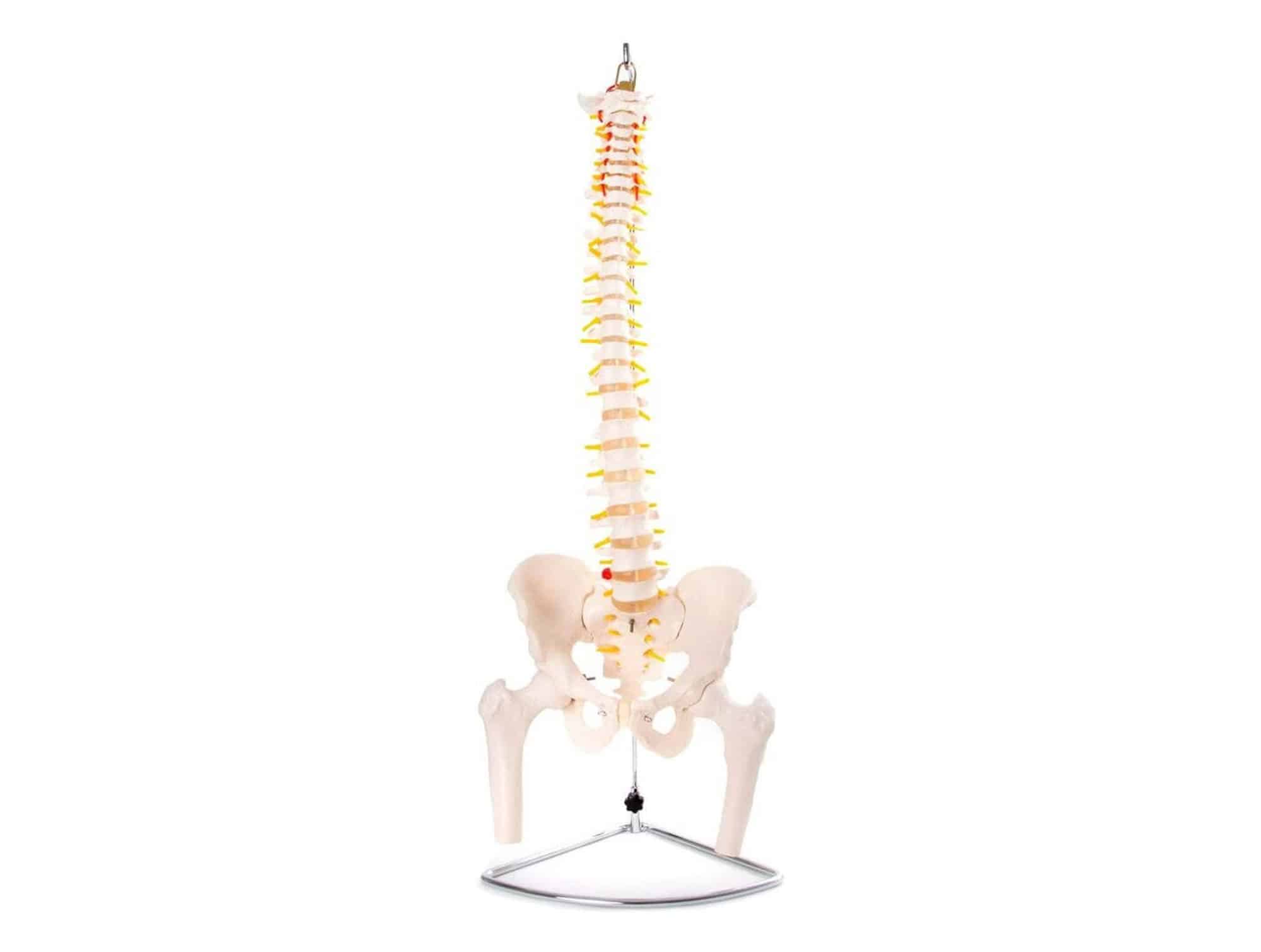 Colonne vertébrale Flexible avec bassin